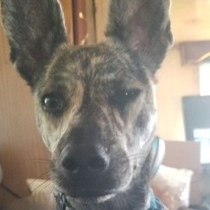 Meet your Posher, Shannon